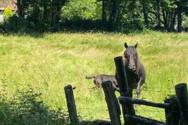 Horse