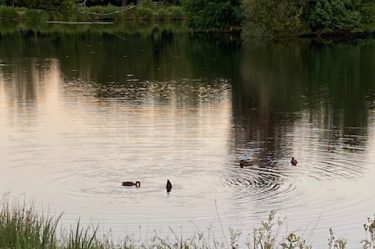 Pond